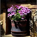 Bed & Breakfast Kalinia