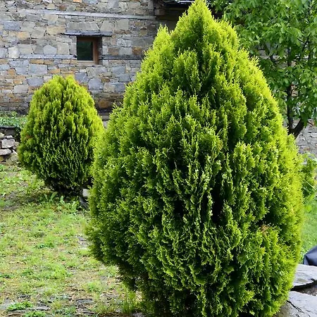 Kalinia Kovacevica